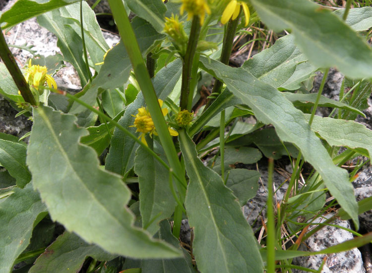 Solidago virgaurea / Verga d''oro comune